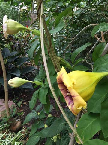 Beaumont Botanical Gardens 